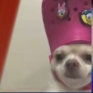 Meet your Posher, Danica